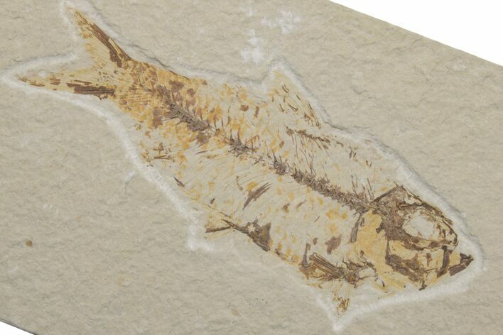 Fossil Fish (Knightia) - Green River Formation #217702